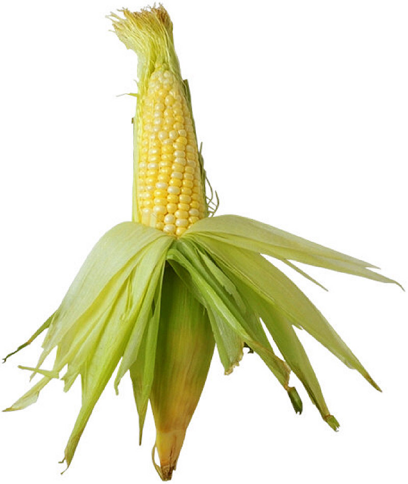 corn